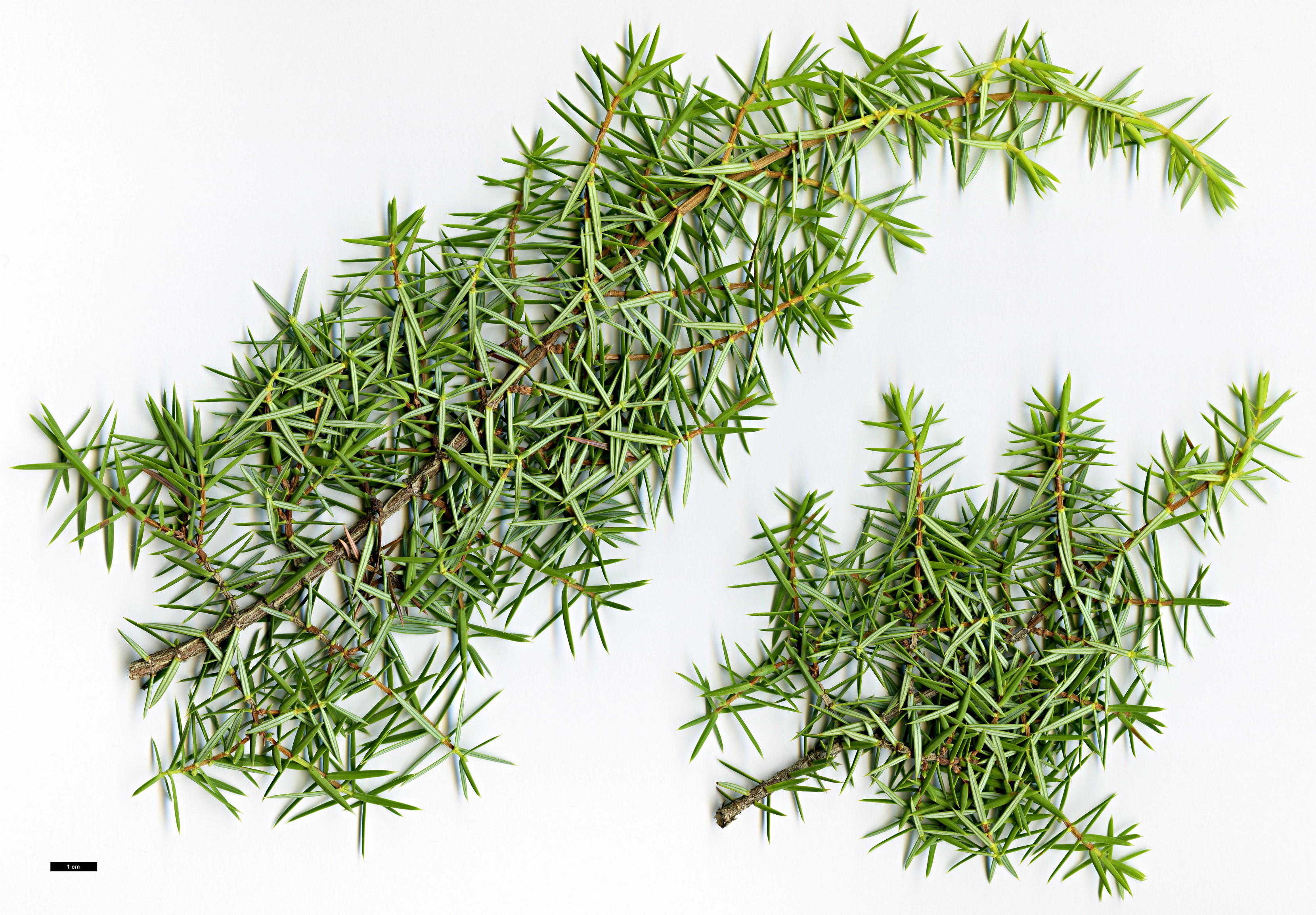High resolution image: Family: Cupressaceae - Genus: Juniperus - Taxon: oxycedrus - SpeciesSub: subsp. oxycedrus